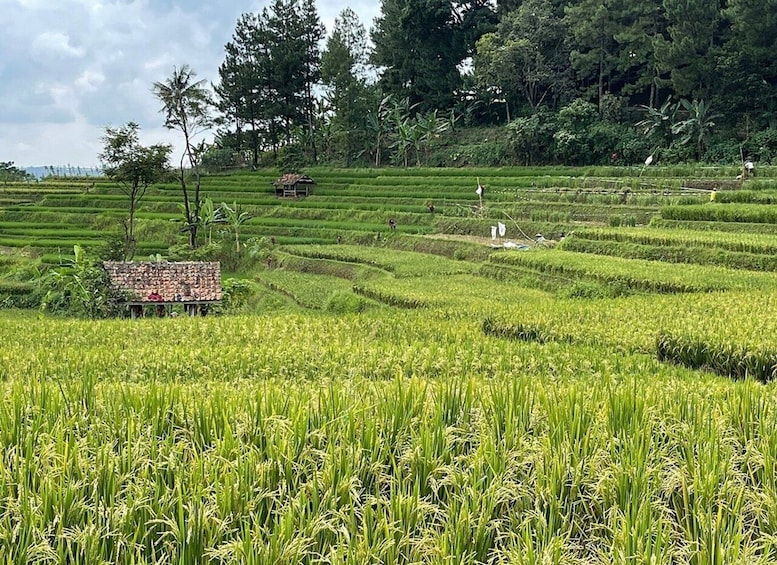 Picture 2 for Activity Jakarta: Volcano, Tea/Rice Fields, Hot Spring, Local Food