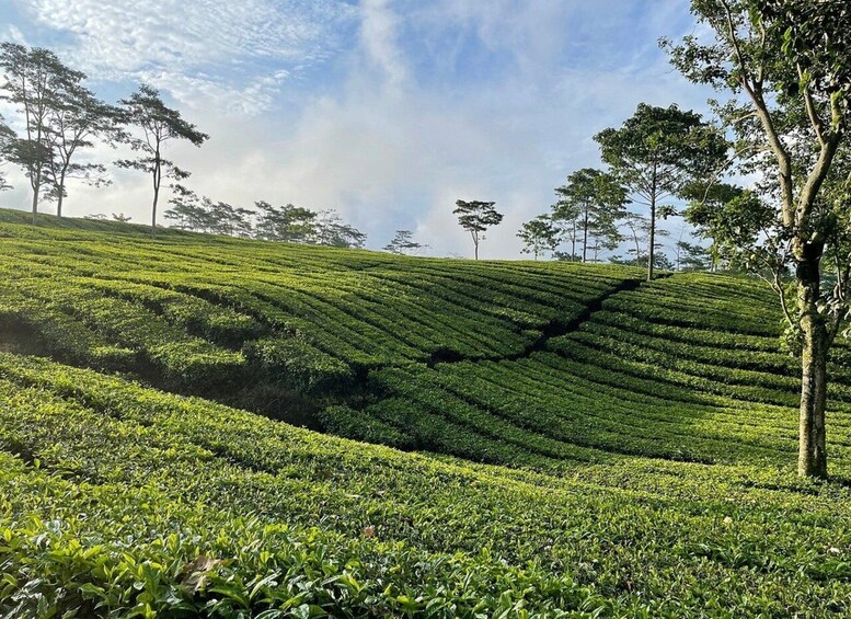 Picture 10 for Activity Jakarta: Volcano, Tea/Rice Fields, Hot Spring, Local Food