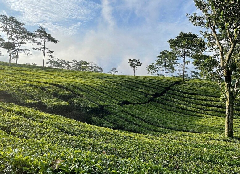 Picture 10 for Activity Jakarta: Volcano, Tea/Rice Fields, Hot Spring, Local Food