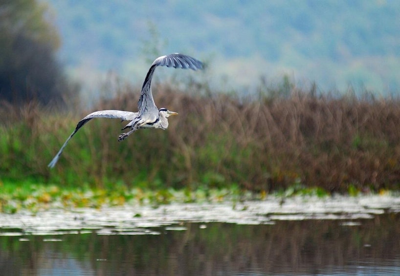 Picture 6 for Activity Skadar Lake Sightseeing: Explore Montenegro's National Park