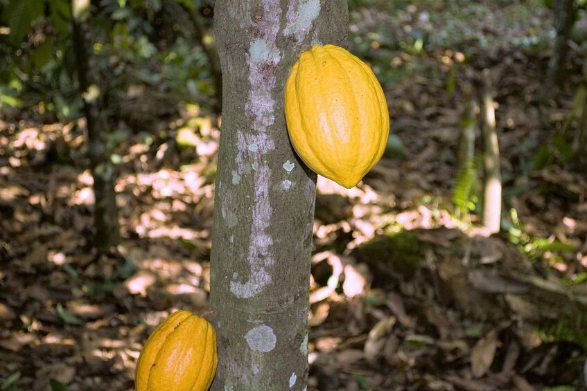 Picture 1 for Activity Visit Aburi Garden, Tetteh Quarshie Cocoa Farm & Waterfall