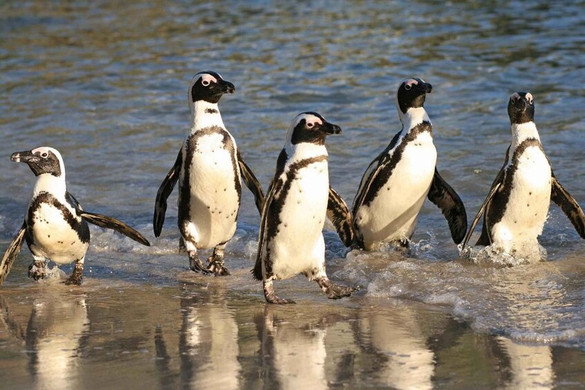 Picture 1 for Activity Private tour, Swim with Penguins at Boulders Beach