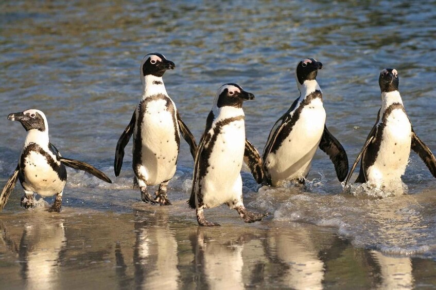 Picture 1 for Activity Private tour: Swim with Penguins at Boulders Beach