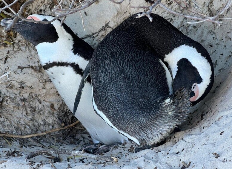 Picture 12 for Activity Private tour: Swim with Penguins at Boulders Beach