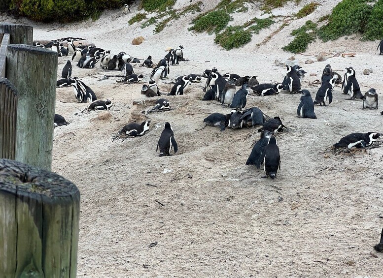 Picture 8 for Activity Private tour: Swim with Penguins at Boulders Beach