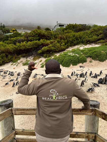 Picture 5 for Activity Private tour: Swim with Penguins at Boulders Beach