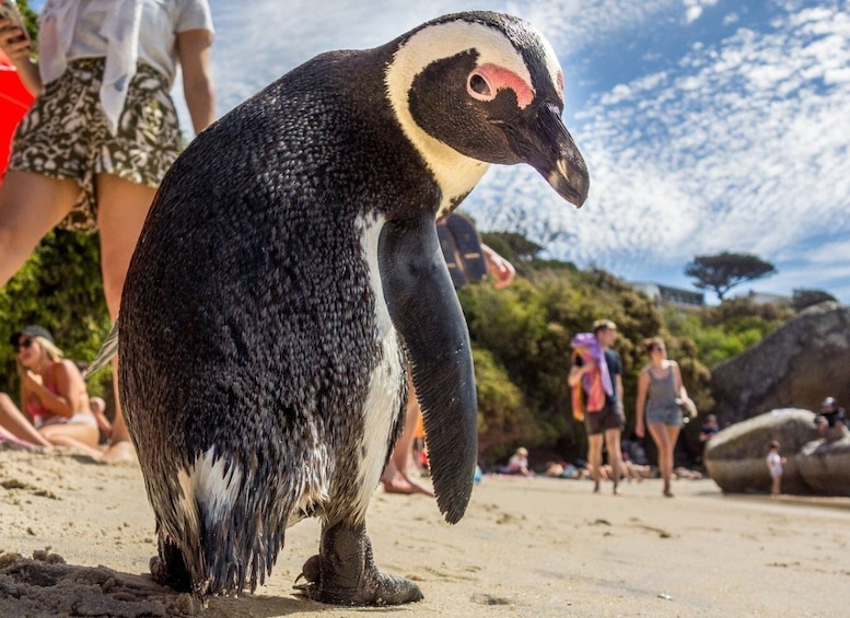 Private tour: Swim with Penguins at Boulders Beach