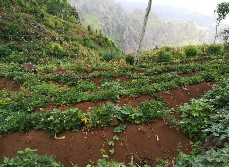 Picture 12 for Activity Hiking: From Serra Malagueta to Rabelados Community