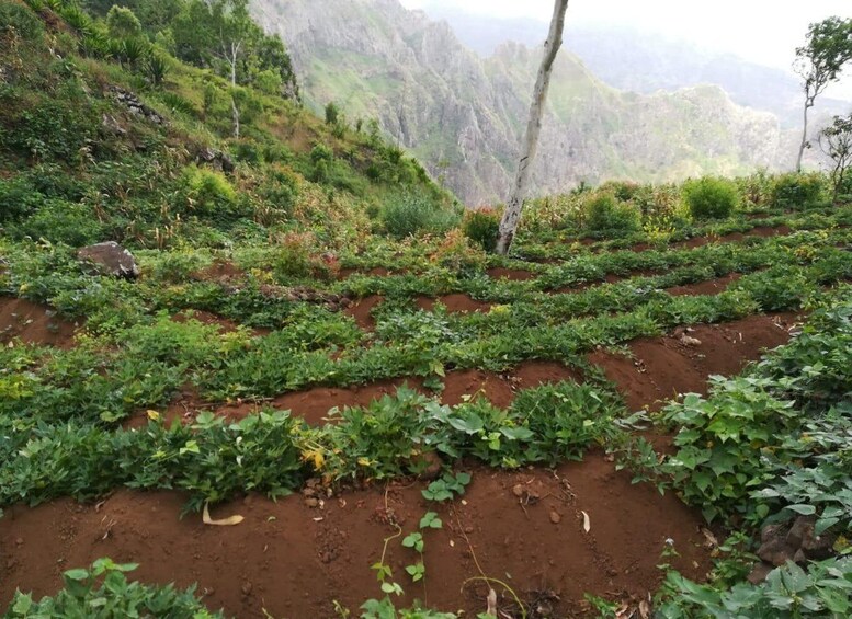 Picture 12 for Activity Hiking: From Serra Malagueta to Rabelados Community