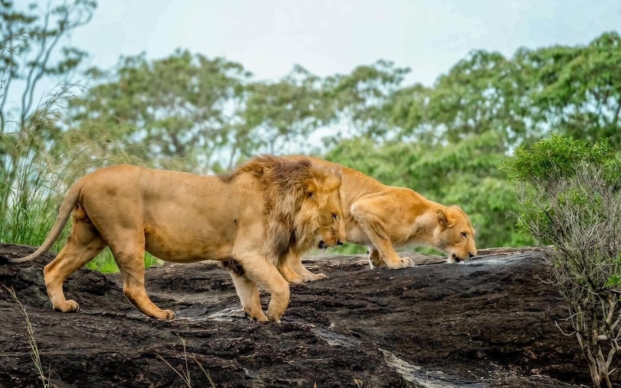 Face-off with Africa Big 5 at Masai Mara Safari