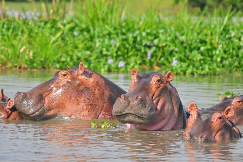 Picture 2 for Activity Face-off with Africa Big 5 at Masai Mara Safari