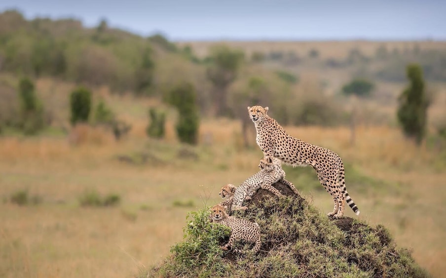 Picture 5 for Activity Face-off with Africa Big 5 at Masai Mara Safari