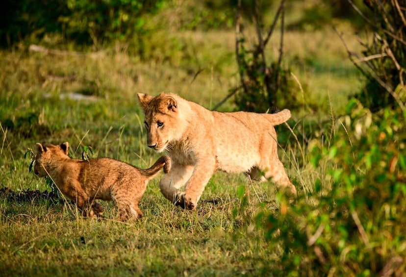 Picture 1 for Activity Face-off with Africa Big 5 at Masai Mara Safari