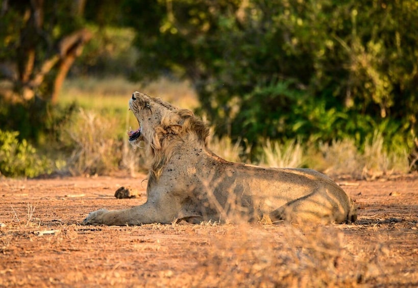 Picture 3 for Activity Face-off with Africa Big 5 at Masai Mara Safari