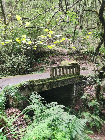 Picture 2 for Activity 4x4 Jeep Tour to the East & Northeast of Madeira