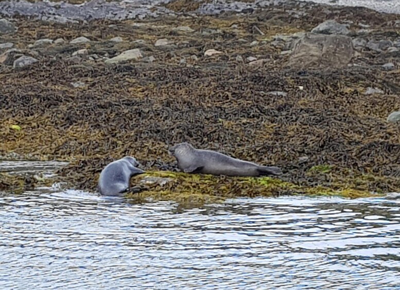 Picture 3 for Activity Sea Safari & Adventure : The Valentia Island Experience