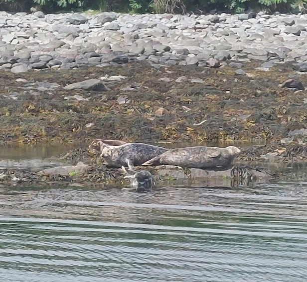 Picture 6 for Activity Sea Safari & Adventure : The Valentia Island Experience