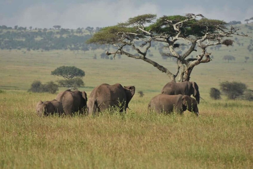 Picture 4 for Activity 2 Days Mikumi National Park