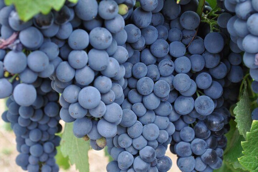 Red Wine Area of the Barossa