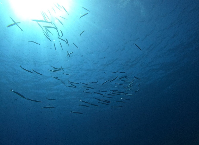 Picture 1 for Activity Scuba Diving Excursion in the Marine Protected Area