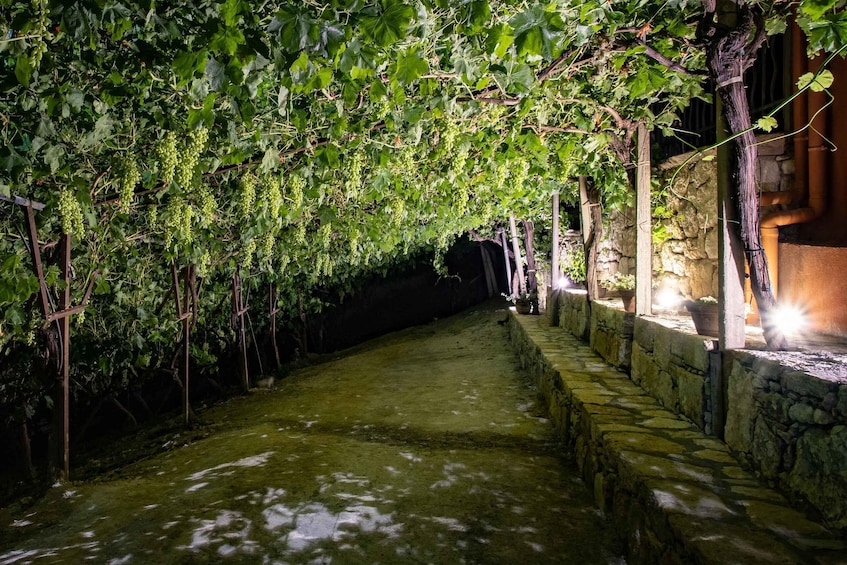 Picture 1 for Activity Malia: The Roads Of Wine Olive Oil And Cretan Tradition