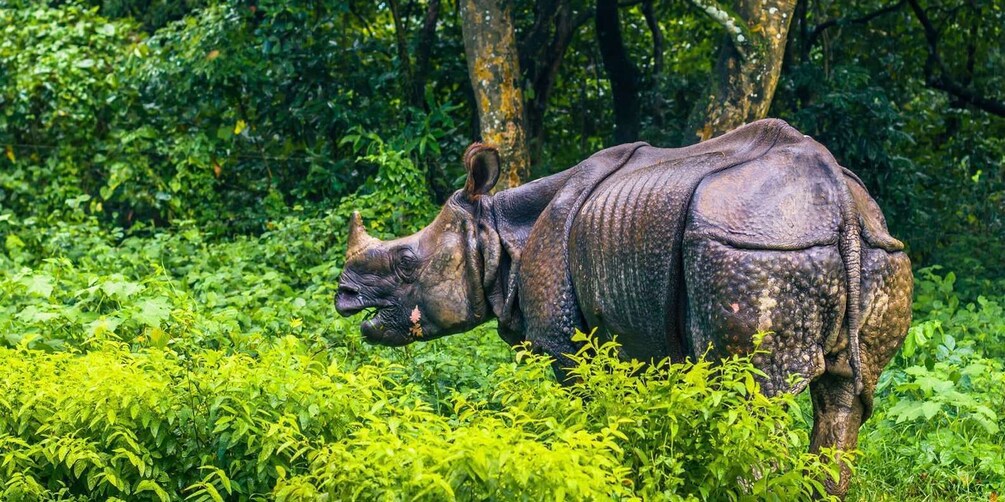 2 Days Chitwan Safari Tour