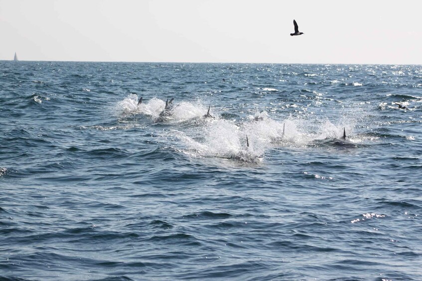 Picture 13 for Activity Mounts Bay, Penzance Discovery Boat Trip