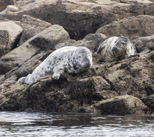 Mounts Bay, Penzance Boat Trip