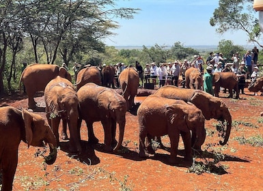 Nairobi: Elephant Orphanage and Giraffe Centre Day Tour