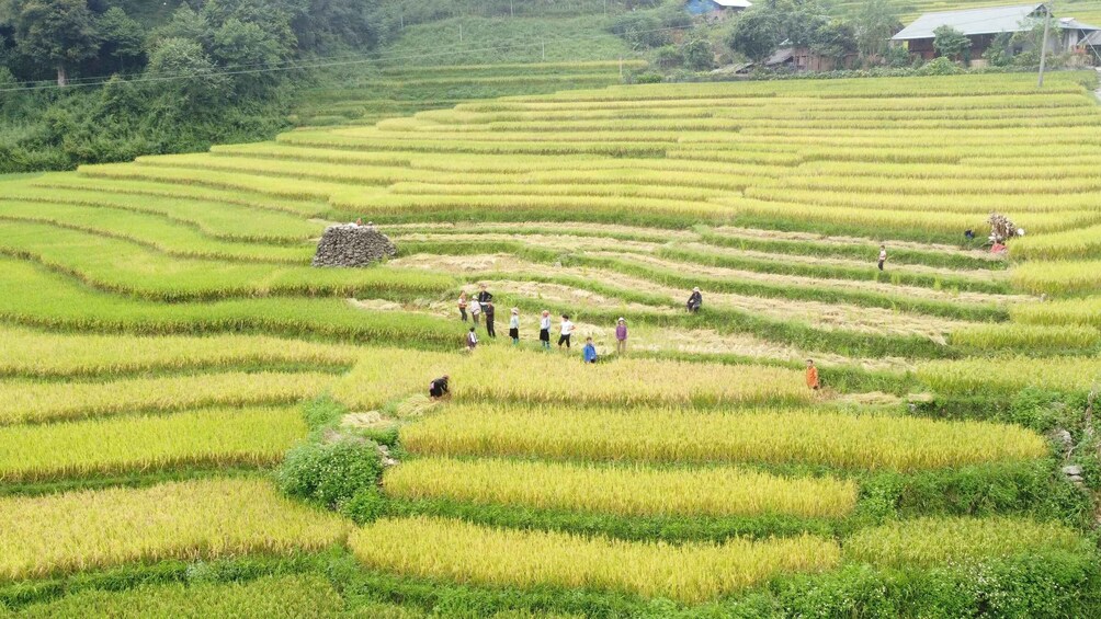 Picture 4 for Activity From Sapa: Terrace Fields and Local Villages Trek with Lunch