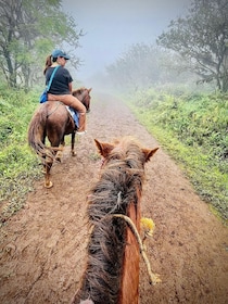 Galapagos horse riding the ridges of Sierra Negra Volcano