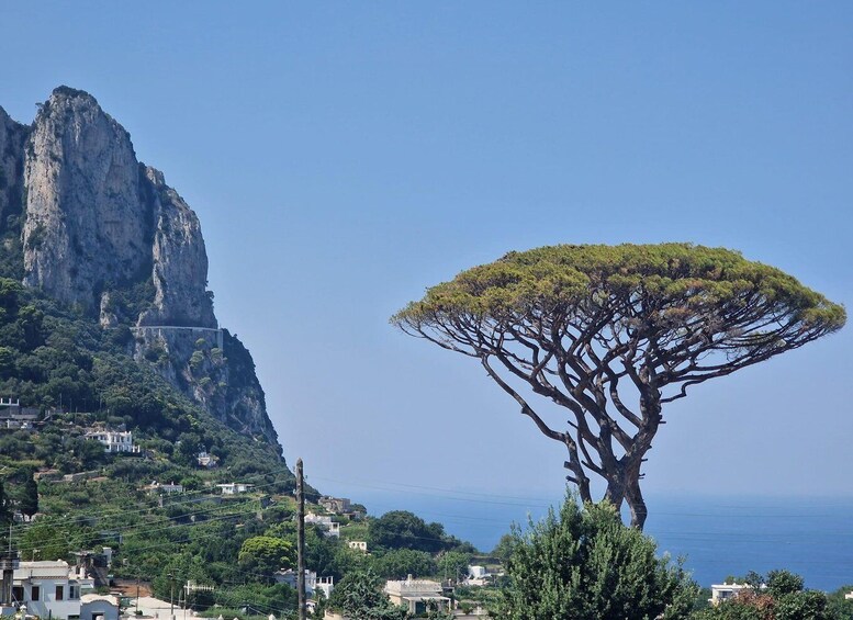 Picture 4 for Activity Capri, Anacapri & Blue Grotto Small Group Tour