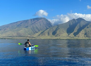 Kayak, Whale Watch And Snorkel At Turtle Town