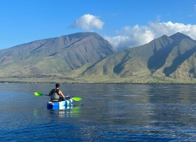 Kayak, Whale Watch And Snorkel At Turtle Town