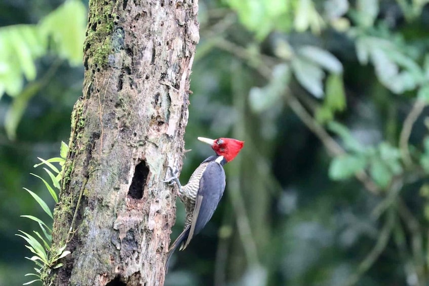 Picture 5 for Activity Drake Bay - Bird Watching Tour