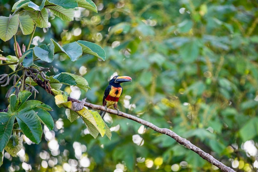 Picture 7 for Activity Drake Bay - Bird Watching Tour