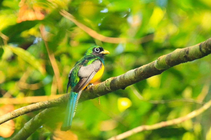 Picture 3 for Activity Drake Bay - Bird Watching Tour