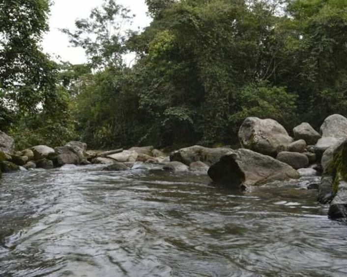 Picture 5 for Activity Cocora Valley: Salento & Private Horseback Riding Tour