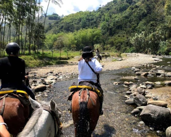 Cocora Valley: Salento & Private Horseback Riding Tour