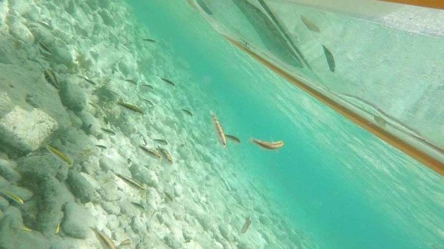 Aruba: Clear-Bottom Mangrove Forest Kayak Boat Tour