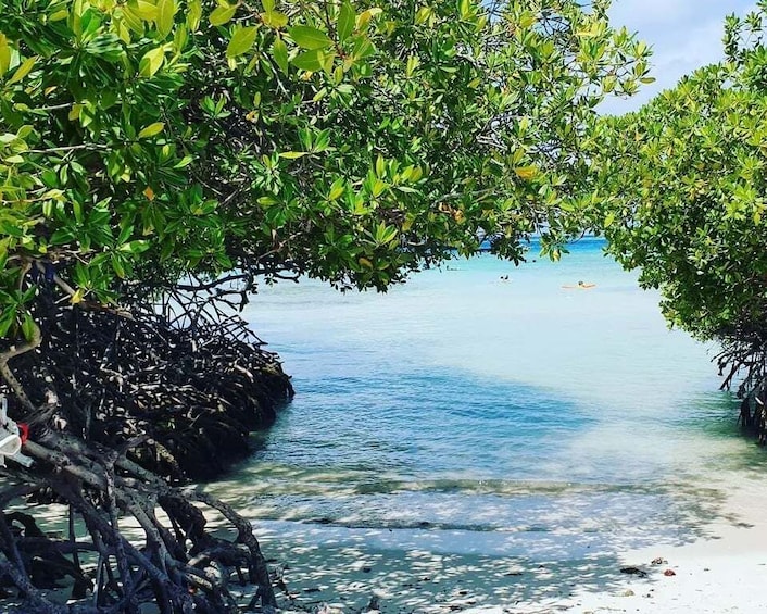 Picture 1 for Activity Aruba: Clear-Bottom Mangrove Forest Kayak Boat Tour