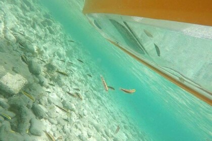 Aruba: Aruba: Clear-Bottom Mangrove Forest Kayak Boat Tour: Clear-Bottom Ma...