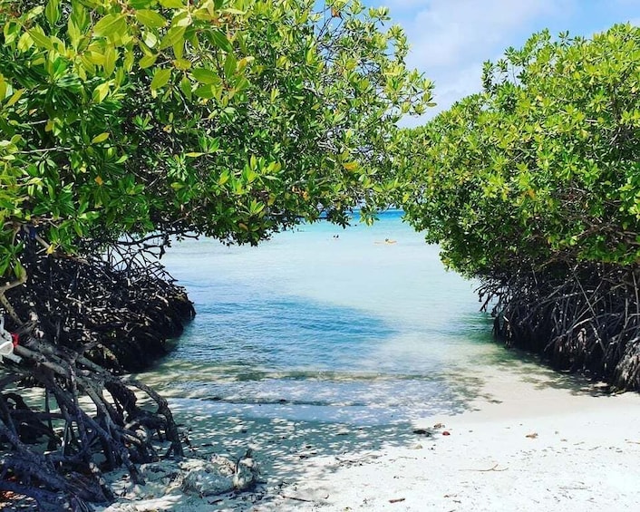 Picture 1 for Activity Aruba: Clear-Bottom Mangrove Forest Kayak Boat Tour