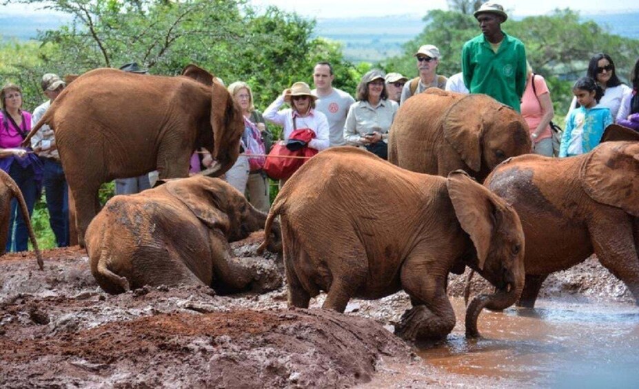 Picture 8 for Activity Elephant orphanage, Giraffe center, kobe beads tour