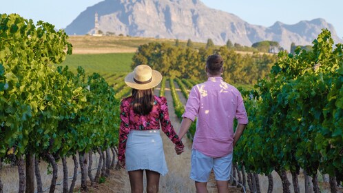 Tour vinícola de Ciudad del Cabo (Paarl, Stellenbosch y Franschhoek)