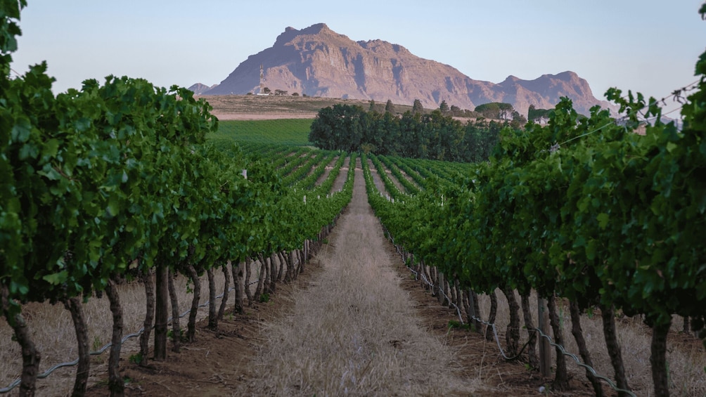 Picture 1 for Activity Cape Town Wine Tour (Paarl, Stellenbosch & Franschhoek)