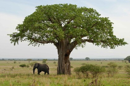 11-tägige Safari durch Tansania und Kenia