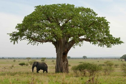 Safari de 11 días con el toque de Tanzania y Kenia