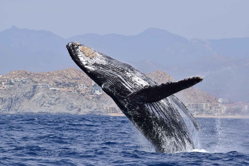 Picture 1 for Activity Whale Watch Cabo: Group Whale Watching Tour - FREE photos