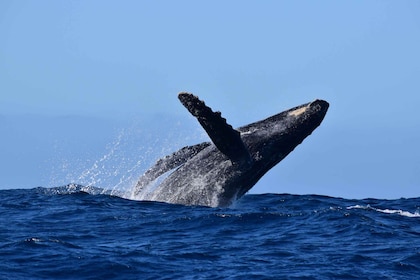 Whale Watch Cabo: Group Whale Watching Tour - FREE photos